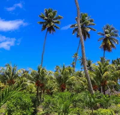 cheapest flight tagbilaran to manila|Find Cheap Flights from Tagbilaran to Manila (TAG to MNL).